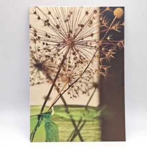 postkarte - alliumsamenstand