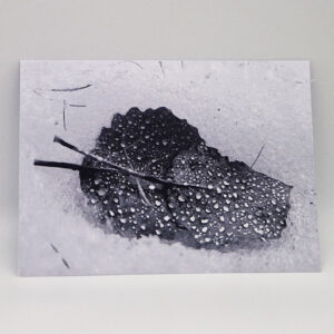 postkarte - blatt mit eistropfen
