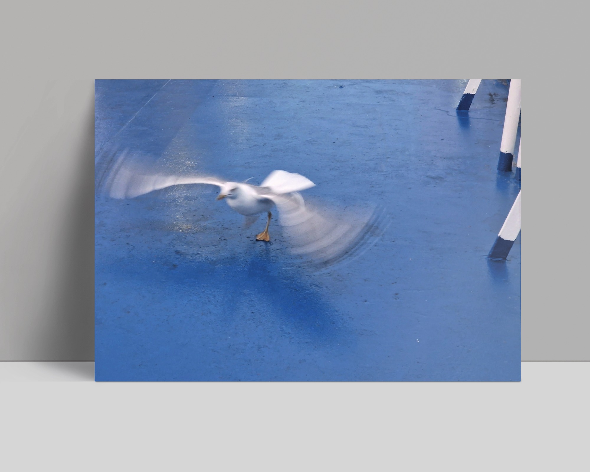 postkarte - möwe im anflug