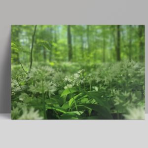 postkarte - bärlauchfeld